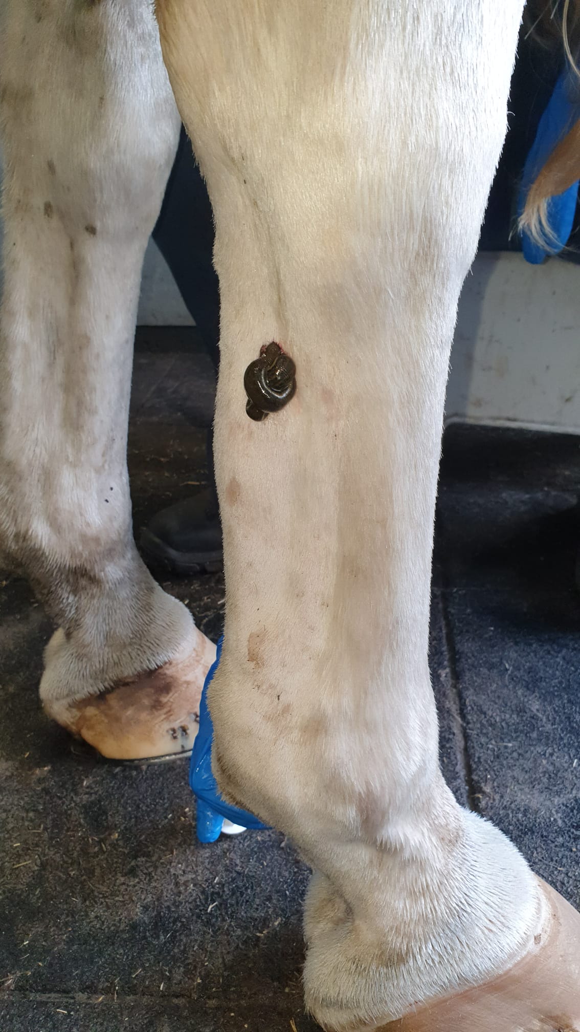 Bloedzuigers bij peesklap paard