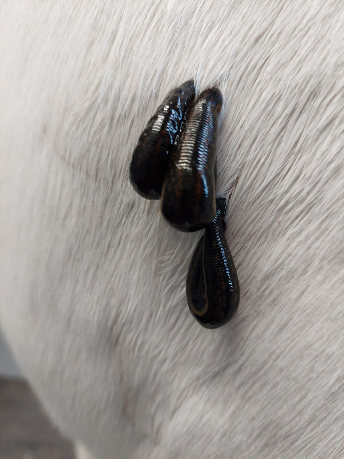 Bloedzuigers op schouder paard