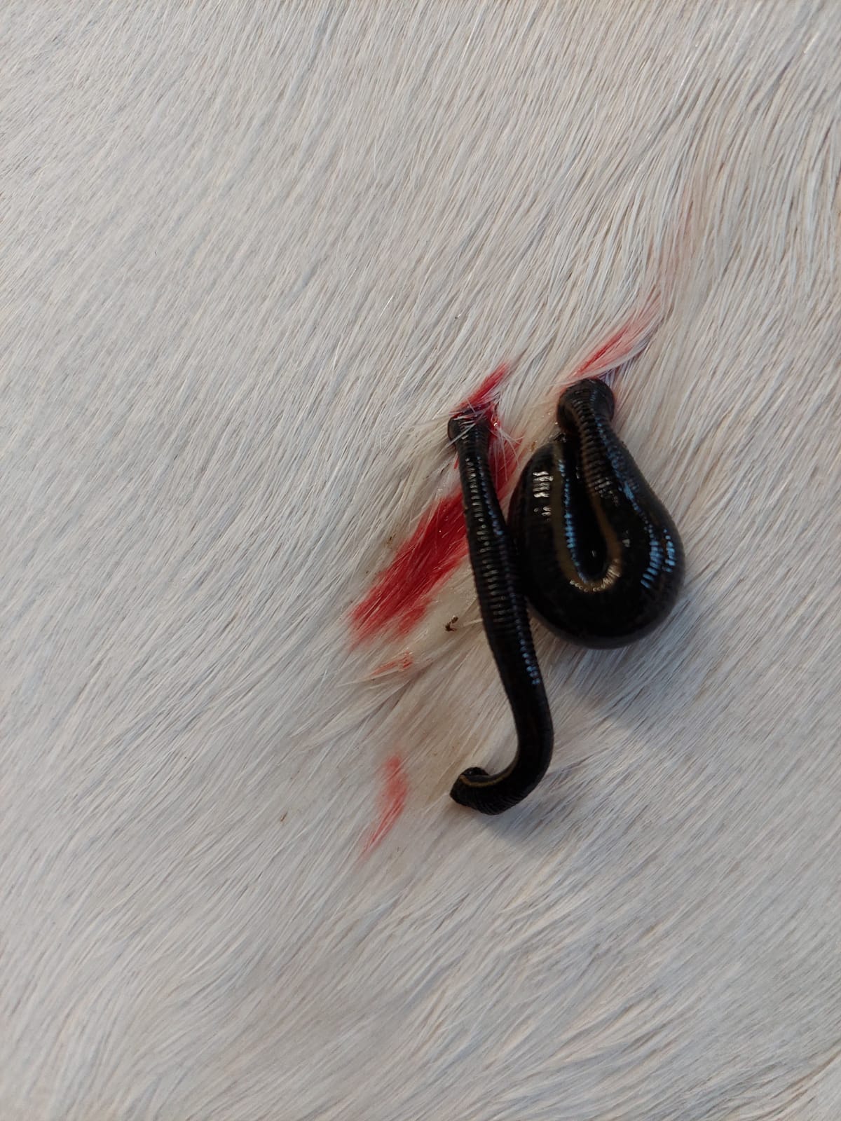 Bloedzuiger vol en leeg op paard