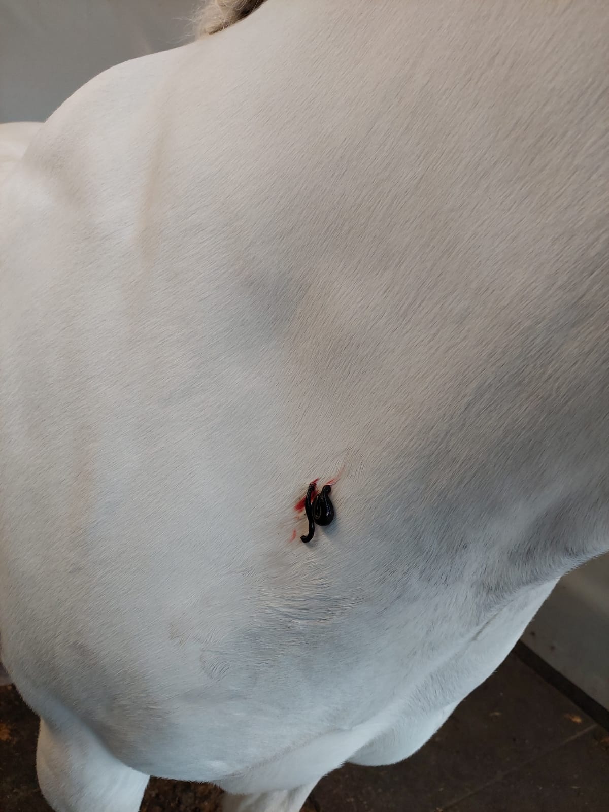 Bloedzuigers op spieren paard