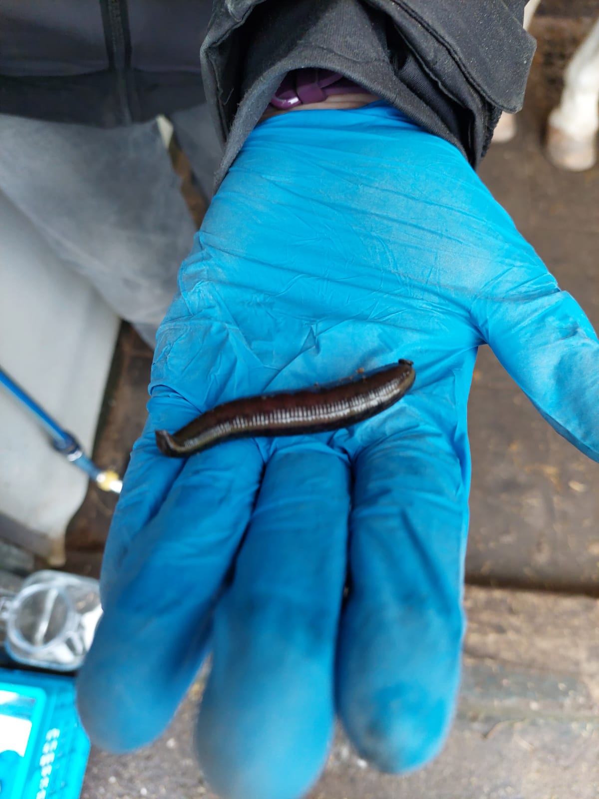 Bloedzuiger vol met bloed