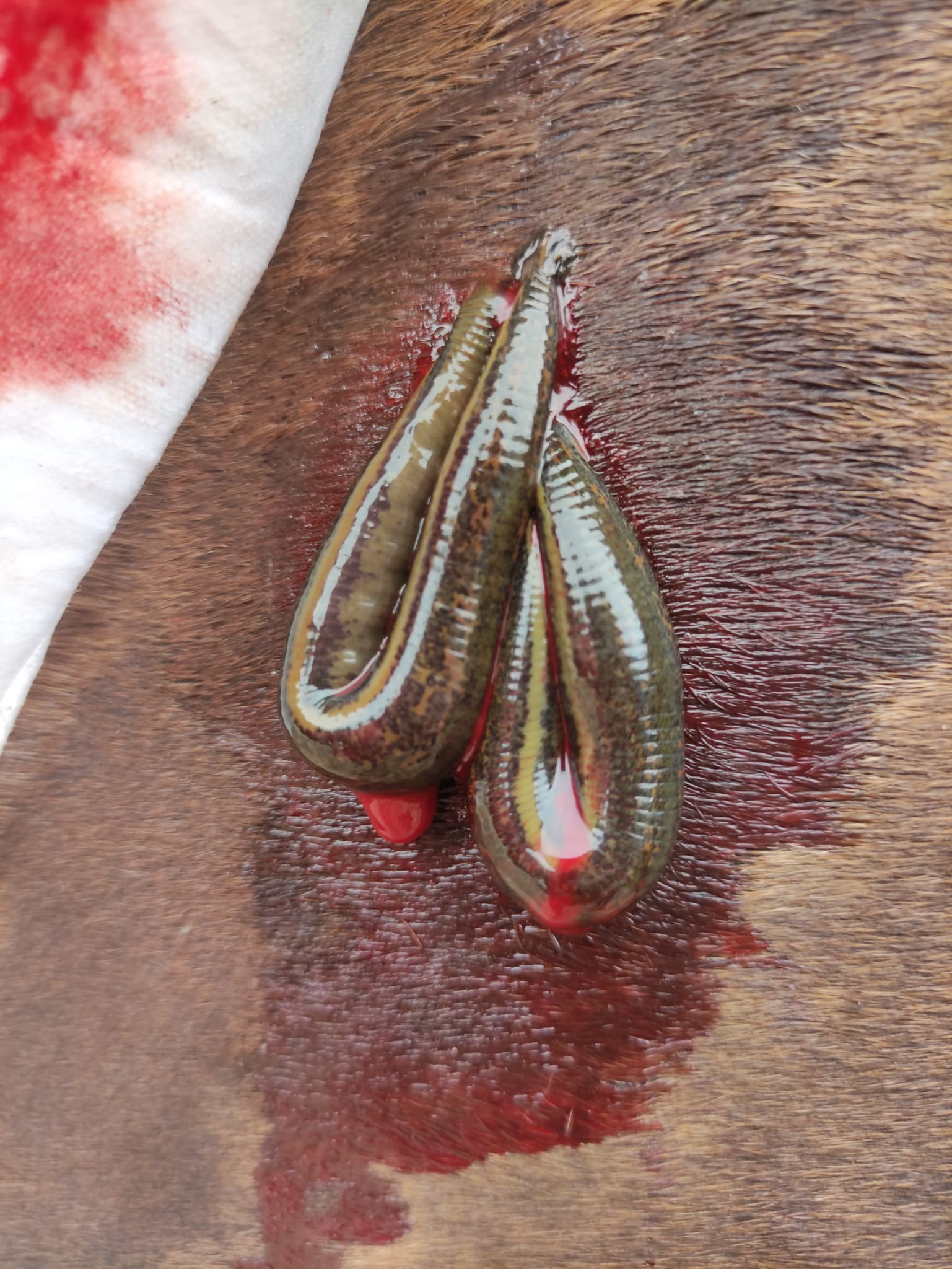 Bloedzuigers bij litteken paard